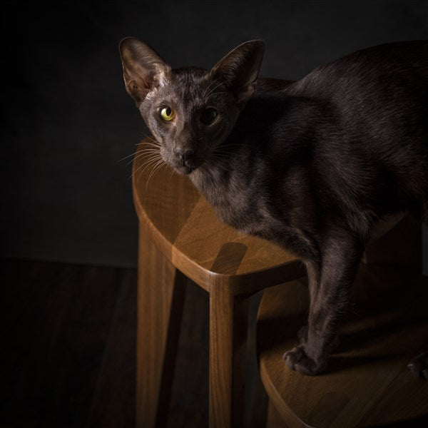 Walnut Wood Three-Legged Stool