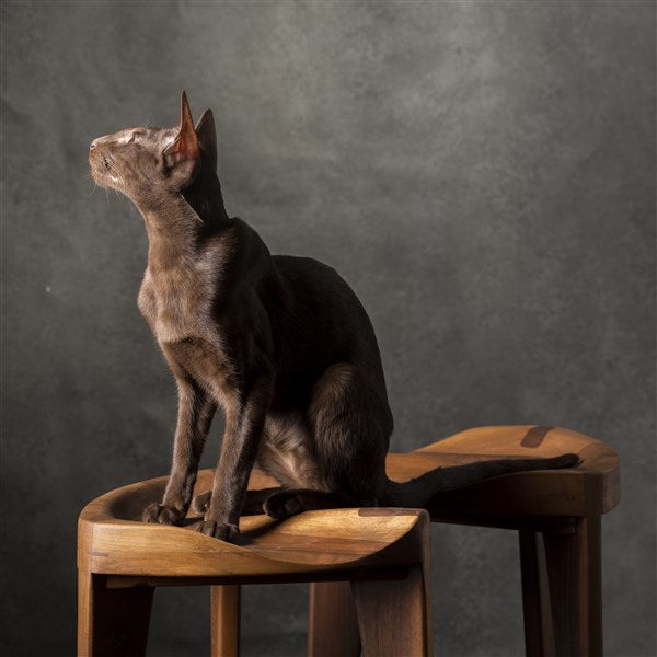 Walnut Three-Legged Stool with Carved Seat