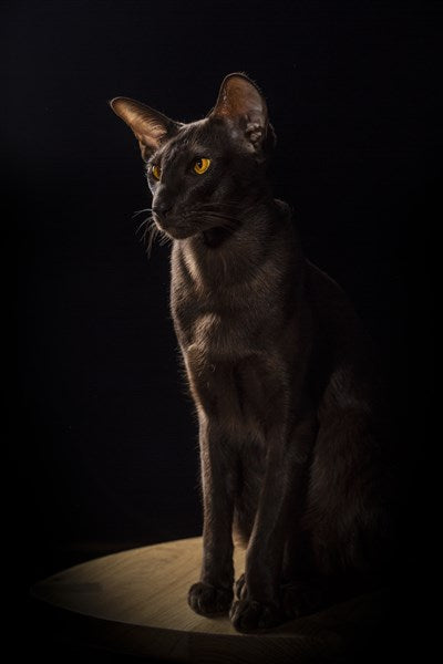 Nara Hira - Oak Wood Three-Legged Stool